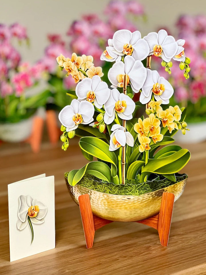 Paper Bouquet- Serenity Orchid